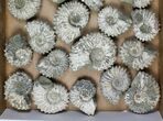 Lot: Kg Bumpy Ammonite (Douvilleiceras) Fossils - pieces #103222-2